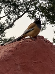 Dendrocitta vagabunda