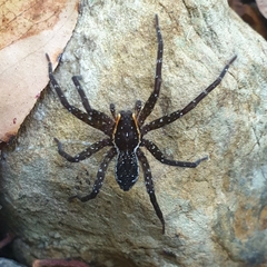 Dolomedes