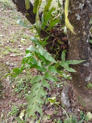 Phlebodium aureum