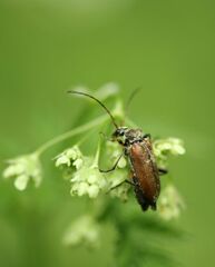 Cortodera femorata