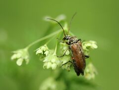 Cortodera femorata