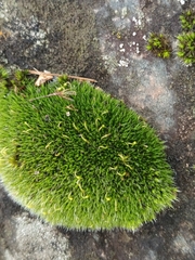 Grimmia pulvinata