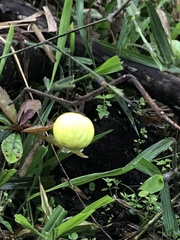 Solanum viarum