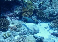 Acanthurus maculiceps