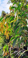 Acacia leiophylla