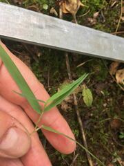 Sporobolus vaginiflorus