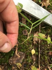 Sporobolus vaginiflorus