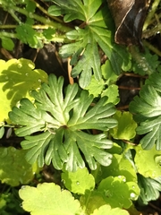 Geranium pusillum