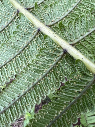 Hoiokula sandwicensis