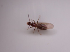 Formicinae