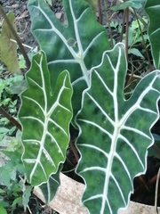 Alocasia amazonica