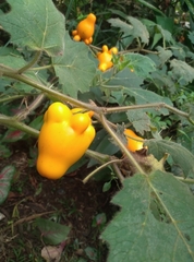 Solanum mammosum