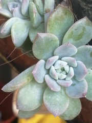 Graptopetalum pachyphyllum