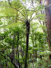 Cyathea cunninghamii