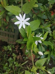 Jasminum
