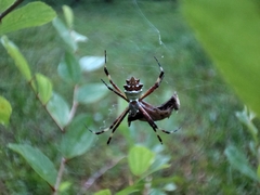 Argiope argentata