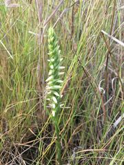 Spiranthes cernua