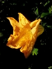 Cucurbita moschata