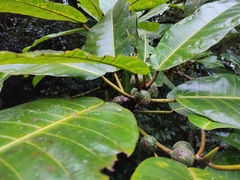 Ficus obtusifolia