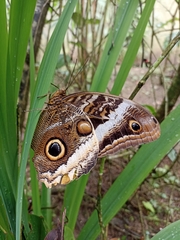Caligo atreus