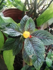 Chrysothemis friedrichsthaliana