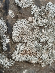 Physcia dubia