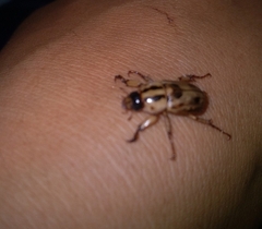 Cyclocephala signaticollis