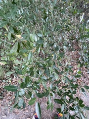 Quercus virginiana