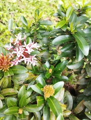 Ixora coccinea