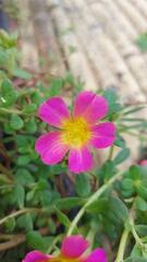 Portulaca