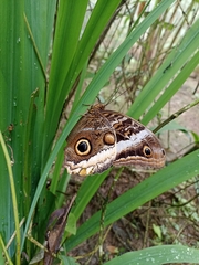 Caligo atreus