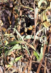 Salix exigua