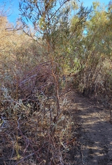 Salix exigua