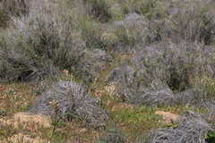 Hesperantha bachmannii