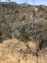 Astragalus brauntonii