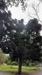 Mangifera