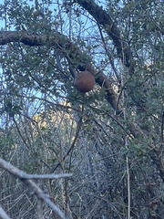 Andricus quercuscalifornicus