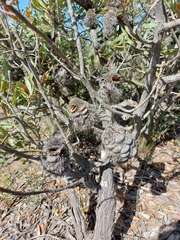 Banksia ornata