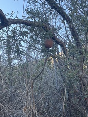 Andricus quercuscalifornicus