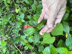 Ipomoea hederifolia