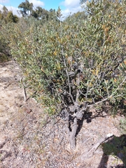 Banksia ornata