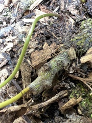 Davallia fejeensis