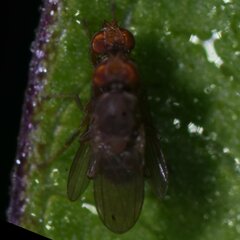 Acalyptratae