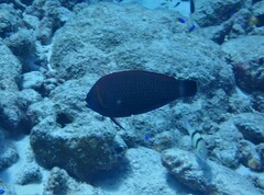 Pseudodax moluccanus