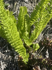 Polystichum plicatum