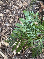 Davallia fejeensis