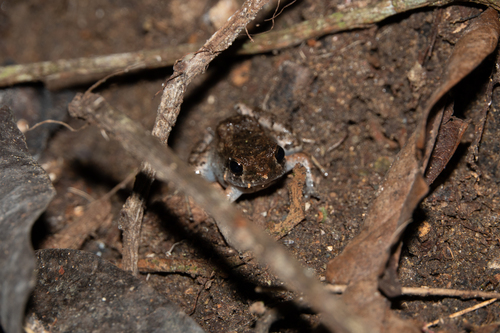 Chimbo Frog, Barycholos pulcher