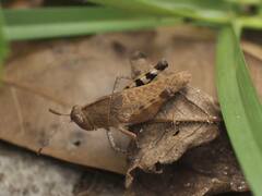 Spharagemon crepitans