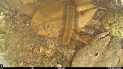 Lymantriinae