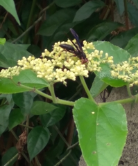 Polistes erythrocephalus